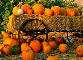 Pumpkin Shoot