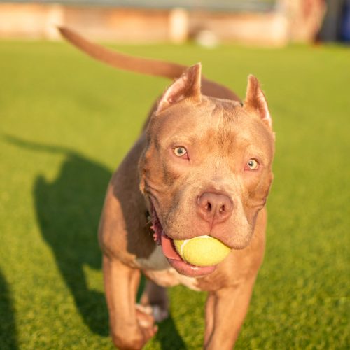 A dog delivers his owner a tennis ball while playing at The Yard Dog People Club in Columbus, Georgia. 