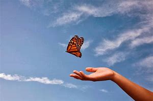 Butterfly Release at Columbus Botanical Garden